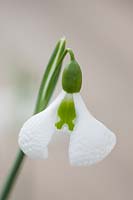 Snowdrop - Galanthus plicatus 'Diggory', Warwick, February.