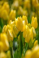 Tulipa 'Antoinette', Holland, April.