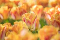 Tulipa 'Salmon Dynasty', Holland, April.
