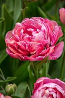 Tulipa 'Amazing Grace'