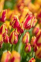 Tulipa 'Colour Spectacle', May.