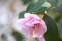 Camellia felix harris - sasanqua x reticulata, March.