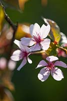 Cherry Blossom - Prunus sargentii 'Columnaris', April.