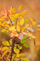 Autumnal leaves of Cotinus coggygria 'Pink Champagne', RHS Wisley, Surrey