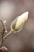 Magnolia stellata 'Centennial', emerging flower