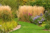Grass path through beds of Calamagrostis x acutiflora 'Karl Foerster' and asters
 