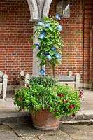 Terracotta container with obelisk for supporting Ipomoea 'Heavenly Blue' - morning glory an annual climber
underplanted with bedding plants including red petunia. On terrace with brick summerhouse as a backdrop
