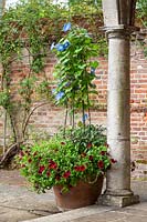  Terracotta container on terrace planted with red petunias and Ipomoea 'Heavenly Blue' 