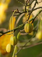 Davidia involucrata autumn fruits