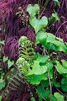 Black Bryony - Tamus communis with unfolding fern foliage and Acer palmatum var. dissectum 'Inaba-shidare' AGM