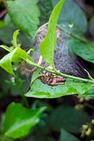 Larvae of the Small Erimine Moth - Yponomeuta padella in a rural hedge