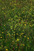 Sward rich in Yellow Rattle or Cockscomb - Rhinanthus minor and with Sweet vernal grass - Anthoxanthum odoratum and Ranunculua acris - Meadow Buttercup at RHS Rosemoor