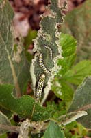 Cucullia verbasci mullein moth larva on Verbascum
