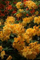 Rhododendron 'Sun Chariot' is a deciduous azalea with showy yellow flowers in May