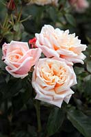 Rosa 'Chanelle' bush rose