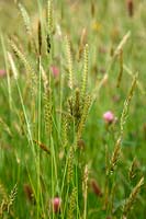 Crested Dog's-tail grass - Cynosurus cristatus