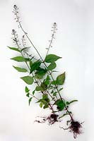 Common Garden Weeds - Enchanter's Nightshade - Circaea lutetiana
