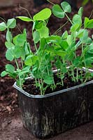 Growing Peas - Pisum sativum sown in recycled old supermarket soft fruit container and ready for transplanting