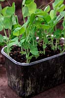 Growing Peas - Pisum sativum sown in recycled old supermarket soft fruit container and ready for transplanting