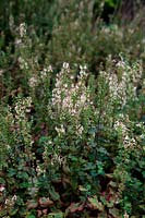 Teucrium scorodonia - Wood Sage