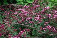 Origanum 'Rosenkuppel' growing through woven Betula twigs for support