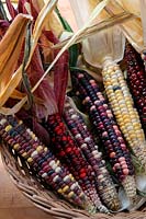 Zea mays 'Painted Mountain' - Corn or Maize are good to eat but even better to look at
