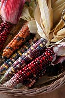 Zea mays 'Painted Mountain' - Corn or Maize in a wicker basket - are good to eat but even better to look at