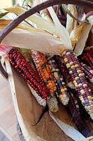 Zea mays 'Painted Mountain' - Corn or Maize in a trug - are good to eat but even better to look at