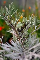 Aphis fabae - Black aphids or blackfly on Artemesia 'Powis Castle'