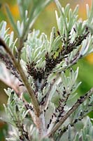 Aphis fabae - Black aphids or blackfly on Artemesia 'Powis Castle'