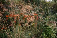 Helenium 'Flammendes KÃ¤tchen' with Stipa gigantea in early autumn