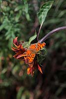 Comma butterfly - Polygonia c-album basking on an opening annual sunflower