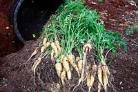 Daucus carota - Carrot 'CrÃªme de Lite' - yield from a 20 litre pots - shown