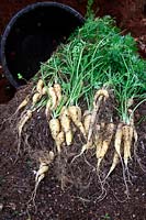 Daucus carota - Carrot 'CrÃªme de Lite' - yield from a 20 litre pots - shown