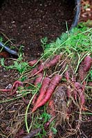 Daucus carota - Carrot 'Purple Rain' - yield from a 20 litre pot