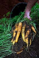 Daucus carota - Carrot 'Yellowstone' growing in a 20 litre pot - yield shown