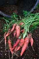 Daucus carota - Carrot 'Atomic Red' - yield from one 20 litre pot