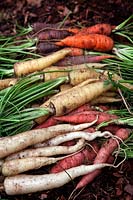 Daucus carota - Carrots - from front - 'Lunar White', 'Atomic Red' 'CrÃªme de Lite', 'Chantenay 2' and 'Purple Haze'