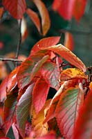 Prunus sargentii AGM showing autumn leaf colour