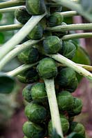 Brussels Sprouts - Brassica oleracea 'Brigitte'