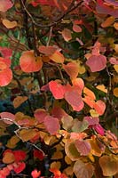 Disanthus cercidifolius - autumn leaf colour