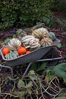 The winter squash harvest - late October - the orange Cucurbita pepo 'Uchiki Kiwi' and Cucurbita pepo 'Americana Tonda' syn Cucurbita pepo 'Tonda Padana'