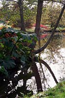 Alders - Alnus glutinosa and Gunnera manicata in the Savill Garden in late October