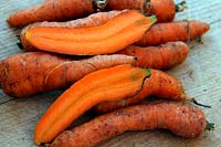Home grown garden carrots - Daucus carota 'Chantenay 2'