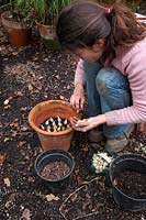 Planting bulbs in autumn in clay terracotta pots - Iris danfordiae