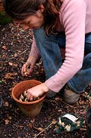 Planting bulbs in autumn in clay terracotta pots - Iris danfordiae