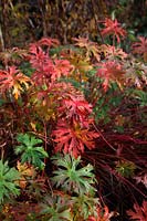 Foliage colour on Geranium 'Orion' in November