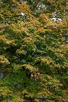 Tila platyphyllos showing autumn colour