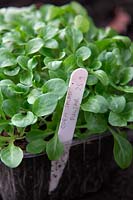 Valerianella locusta Corn salad or Lambs lettuce variety 'Pulsar' growing in old supermarket fruit container