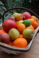 Christmas fruits in a trug with apples, oranges, limes, lemons, pomegranites - Punica granatum , clementines - Citrus, Malus domestica